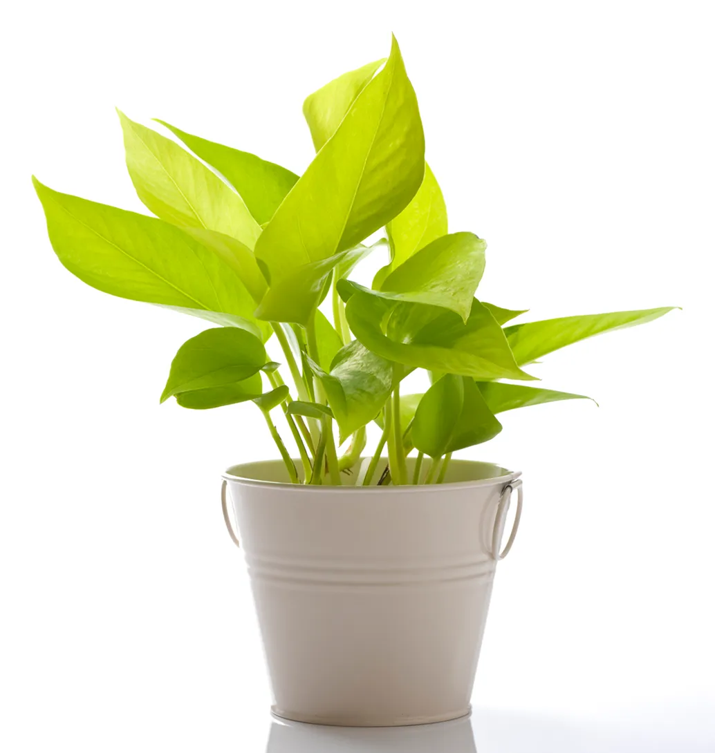 観葉植物の写真